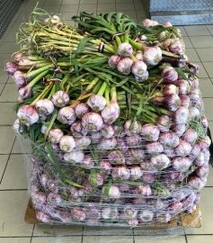 Ail nouveau 3€95 / Kg