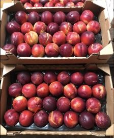 Nectarine plateau 4,5Kg Drôme 4,50 / U