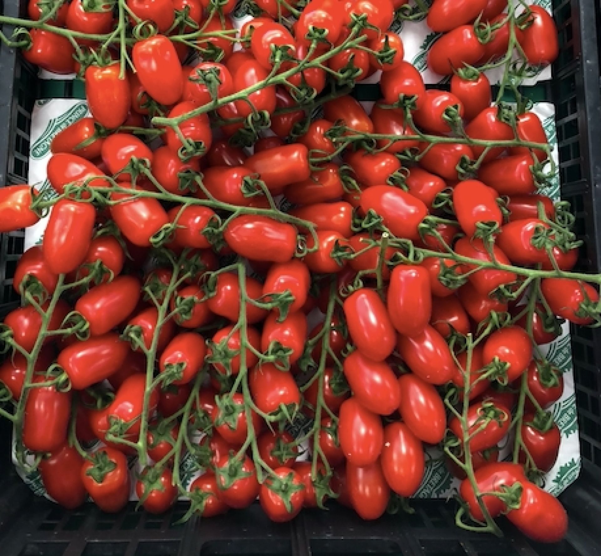 Tomate cocktail 3€50 / Kg
